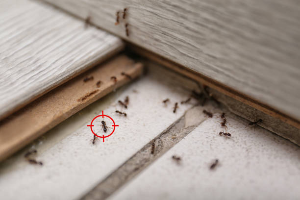 Best Wasp Removal Services  in Temple, PA