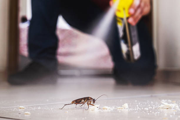 Best Pest Removal Services  in Temple, PA